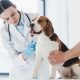 معاینه و درمان حیوانات با ویلاس
