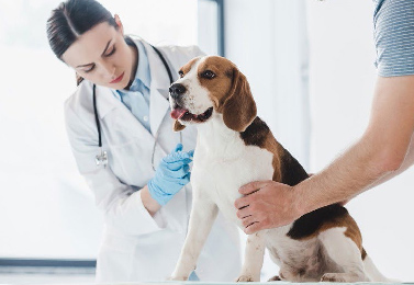 معاینه و درمان حیوانات با ویلاس